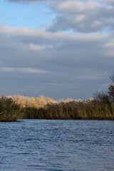 Autumn trees and reed grass on the lake in sunny day