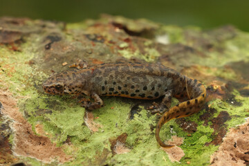 Closeup on a a terrestrial adult of the Greek Alpine salamander, Ichthyosaura alpestris veluchiensis sitting on wood