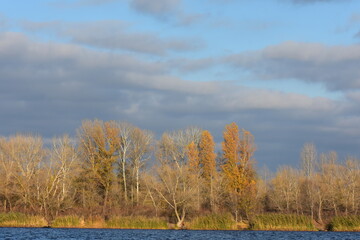 Autumn trees and reed grass on the lake in sunny day