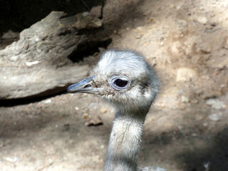 Fototapeta premium A rhea in Wismar Zoo (Mecklenburg-Vorpommern, Germany)
