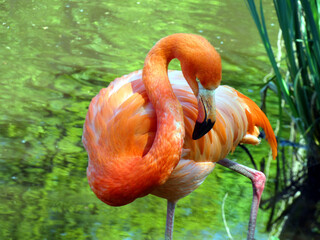 A flamingo in Wismar Zoo (Mecklenburg-Vorpommern, Germany)