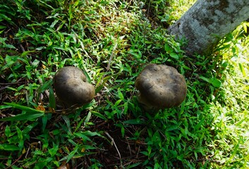 Lepista personata is a species of edible mushroom that is commonly found growing in grassy areas, is black, brown in color and can grow large.