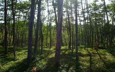 Panorama of rubber plantation or rubber trees or rubber trees with branches and leaves, looks cool...