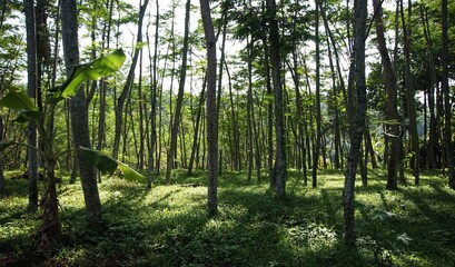 Fototapete bei efototapeten.de bestellen   