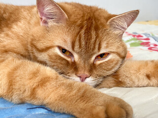 Close-up of a relaxed orange tabby cat lounging on a colorful blanket.