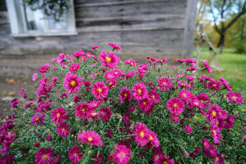 Vibrant Pink Flowers by Rustic Wooden House