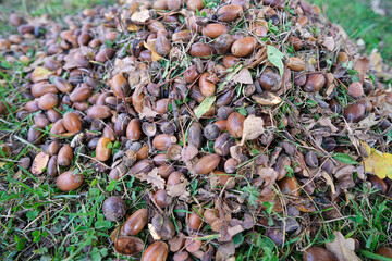 Pile of Acorns on Grass in Autumn
