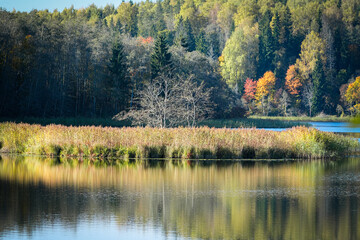 Autumn Trees and Reeds Reflecting on Lake