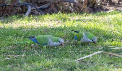 Monk Parakeet (Myiopsitta monachus) on a lawn in Torremolinos, Andalusia, Spain.