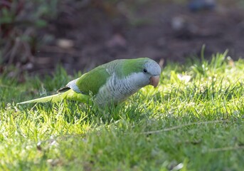 Monk Parakeet (Myiopsitta monachus) on a lawn in Torremolinos, Andalusia, Spain.