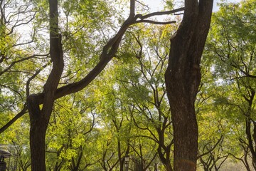 Trees in a park in Sevilla, Andalusia, Spain.