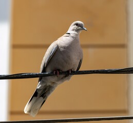 Collared Dove (Streptopelia decaocto) sitting on a wire, in Torremolinos, Andalusia, Spain.