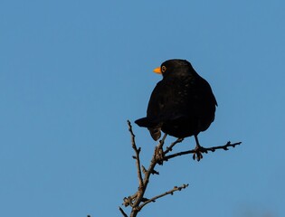 Blackird (Turdus merula) at nature reserve Guadalhorce, near Malaga in Andalusia, Spain.