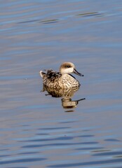 Marbled Duck (Marmaronetta angustirostris) swimming in a pond at nature reserve Guadalhorce, near Malaga in Andalusia, Spain.