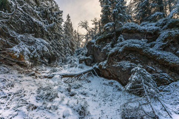 Forest photography of the north-western part of Svartdalstjerna Lakes Primeval Forest Nature Reserve, Totenåsen Hills, Norway, in November 2024.
