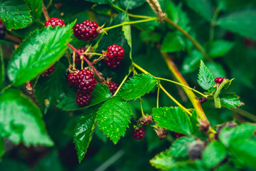Unripe red blackberry growing in the garden. Selective focus.