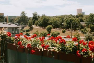 Red flowers in the balony, Apartment blocks in Poland, real estate, place of residence, registration, Polish architecture, brutalism in architecture, Polish house, buying an apartment, selling an apar © Katarzyna Ledwoń