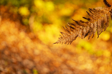 Abstract golden blurred background, in the upper right corner a dry fern leaf. Close-up