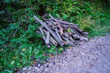 Pile of Cut Logs by Forest Path