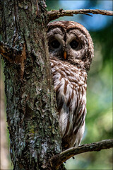 Barred owl in tree