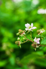 Blooming blackberry plant in the garden. Selective focus.