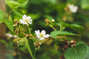 Blooming blackberry plant in the garden. Selective focus.