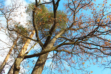trees in the forest, tree and sky, branches of a tree