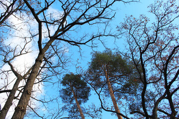 tree branches against sky