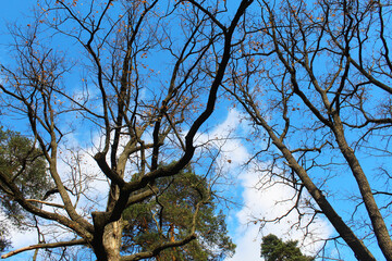 trees in the forest, tree and sky, branches of a tree