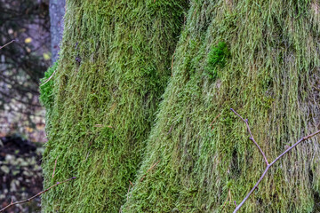 Close-Up of Moss-Covered Tree Trunks