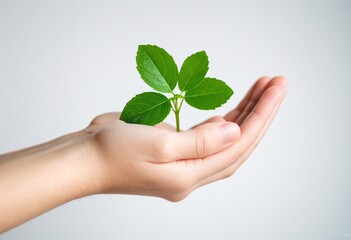 Leaves in the palm of your hand on a white background
