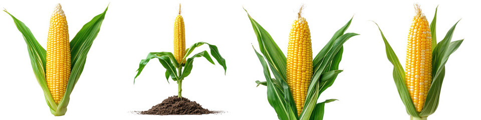 Maize Plant – The Tall Green Plant That Produces Corn, Symbolizing Agriculture and Harvest Isolated on Clear White Background Highly Detailed 