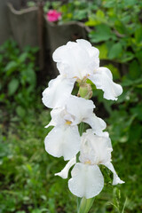 Blooming white iris in the garden. Selective focus.