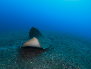 A stingray moves gracefully across the sandy bottom of the sea.