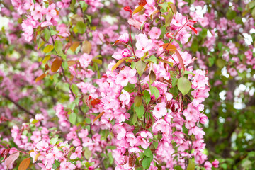 Blooming pink apple tree in the garden. Selective focus.
