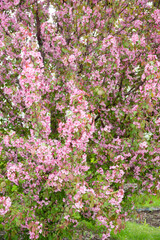 Naklejka premium Blooming pink apple tree in the garden. Selective focus.