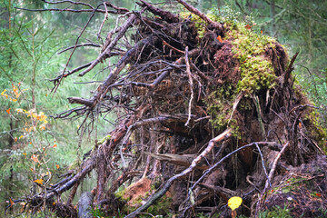 Uprooted Tree with Moss and Roots