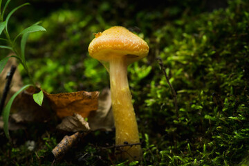 Beautiful mushrooms in the forest. Selective focus. Shallow depth of field.