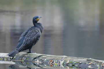 Kormoran