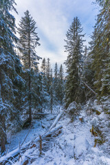 Forest photography of the north-western part of Svartdalstjerna Lakes Primeval Forest Nature Reserve, Totenåsen Hills, Norway, in November 2024.