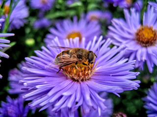 honey bee collecting nectar on a blue flower