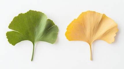 Naklejka premium Green and yellow ginkgo leaves side by side on white background