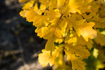 Autumn small oak tree with beautiful golden leaves. Selective focus.