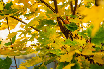 Colorful maple leaves in the autumn forest. Selective focus. Shallow depth of field.
