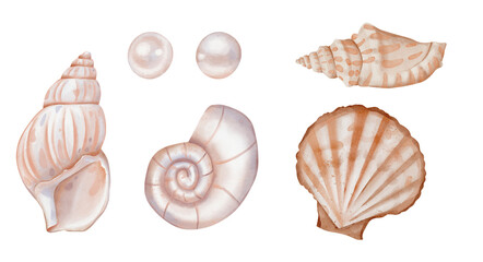 Watercolor set of Seashells and pearls. Big hand drawn illustration Bundle of Sea Shells on isolated background. Undersea clipart with elements for design in marine vintage style.