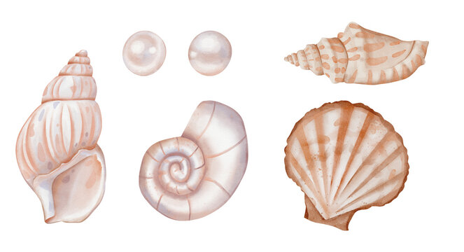 Watercolor set of Seashells and pearls. Big hand drawn illustration Bundle of Sea Shells on isolated background. Undersea clipart with elements for design in marine vintage style.