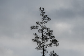 Tall Tree Silhouette Against Cloudy Sky