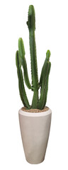 Cactus élégant en pot minimaliste blanc, une touche de nature et de design pour la décoration et...