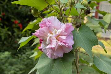 Close-up of a beautiful pink hibiscus mutabilis flower with green leaves bloom in the garden