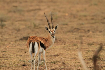 Impala